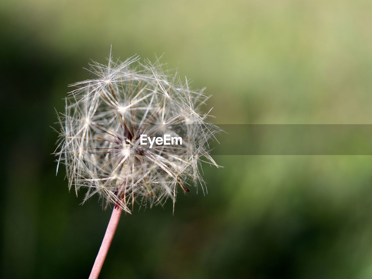 close-up of wilted plant