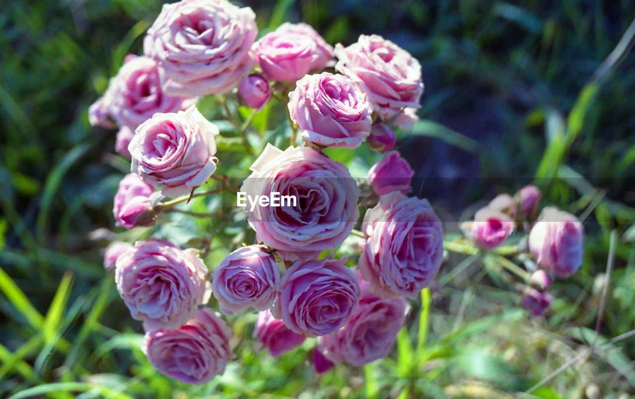 CLOSE-UP OF PINK ROSES AGAINST PURPLE ROSE