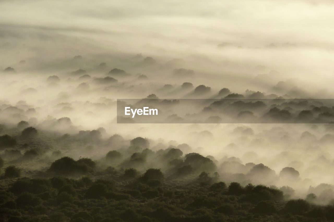 Scenic view of forest in foggy weather