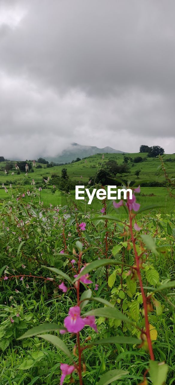 plant, green, nature, beauty in nature, flower, grass, growth, leaf, cloud, flowering plant, no people, freshness, day, outdoors, land, sky, water, sunlight, scenics - nature, tree, environment, meadow, vegetation, plant part, pink