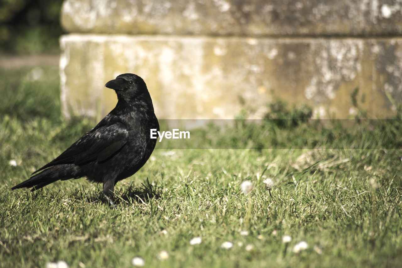 BLACK BIRD ON GRASS