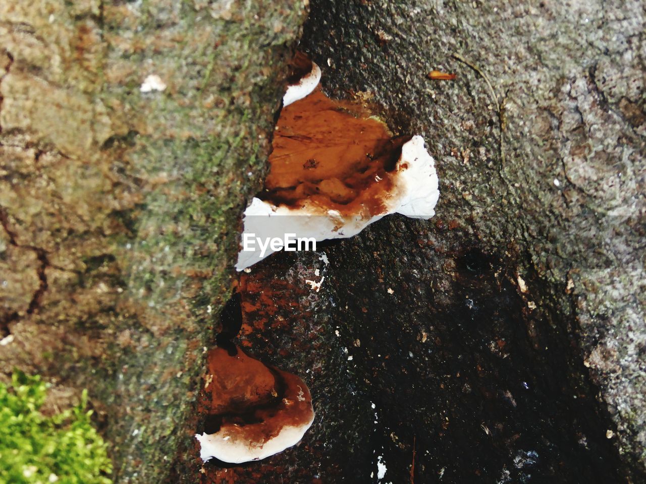 CLOSE-UP OF LEAF