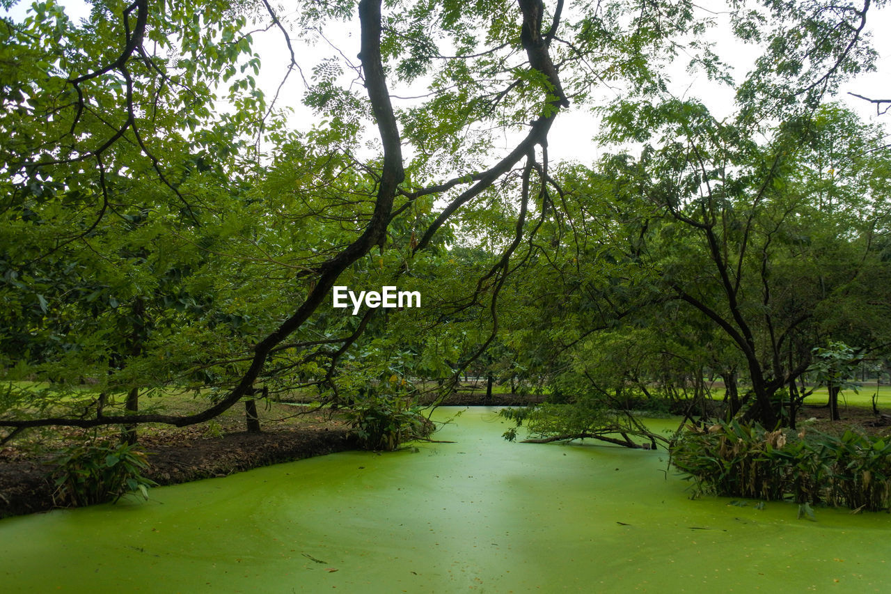 Scenic view of lake amidst trees in forest