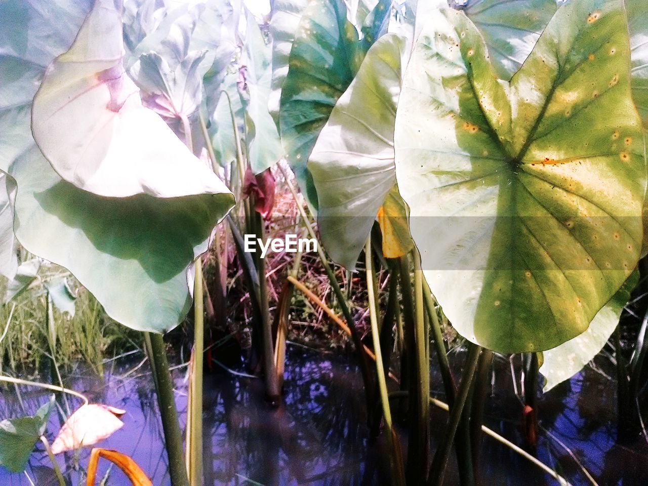 HIGH ANGLE VIEW OF PURPLE FLOWERING PLANT