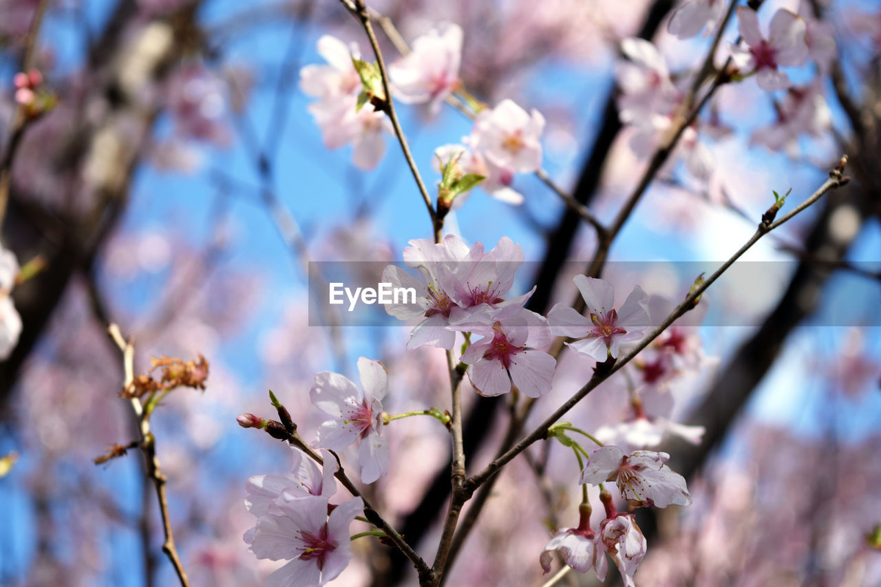 CLOSE-UP OF PINK CHERRY BLOSSOM