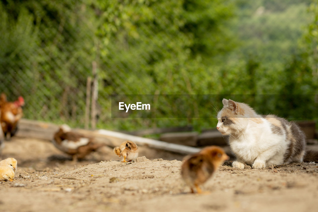 VIEW OF A CAT LYING ON LAND