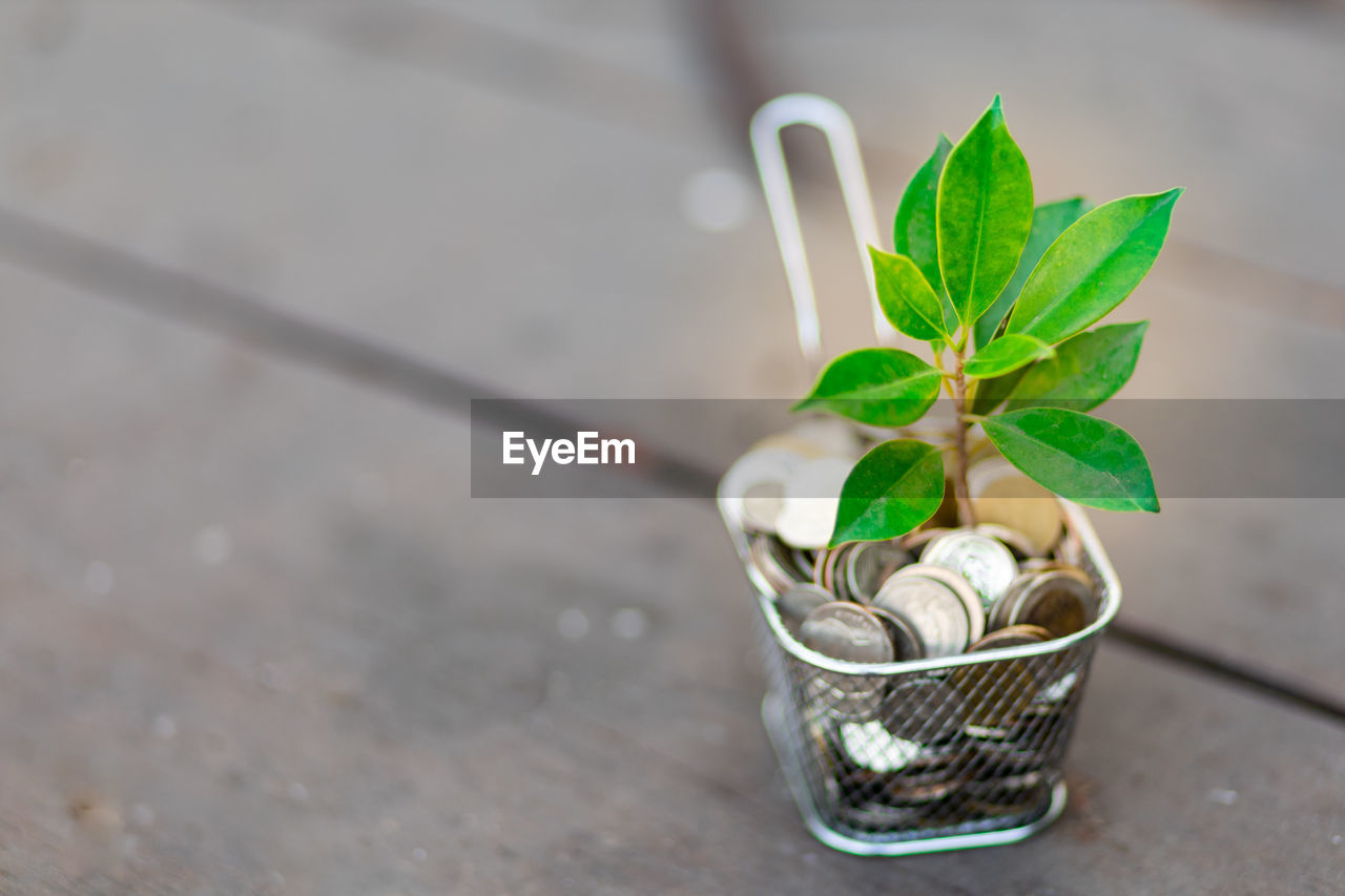 HIGH ANGLE VIEW OF POTTED PLANTS ON TABLE