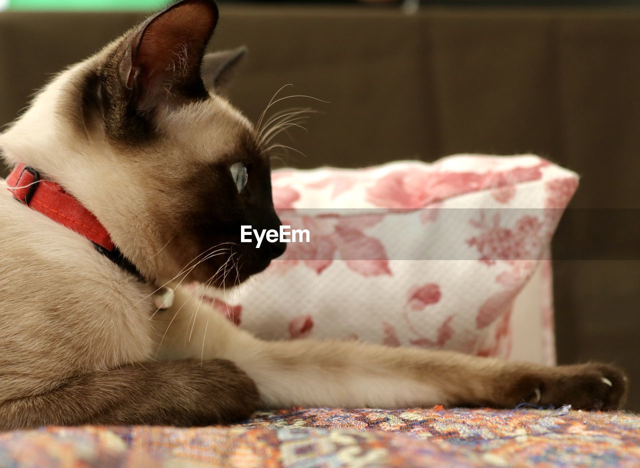 CLOSE-UP OF CAT RELAXING ON BED