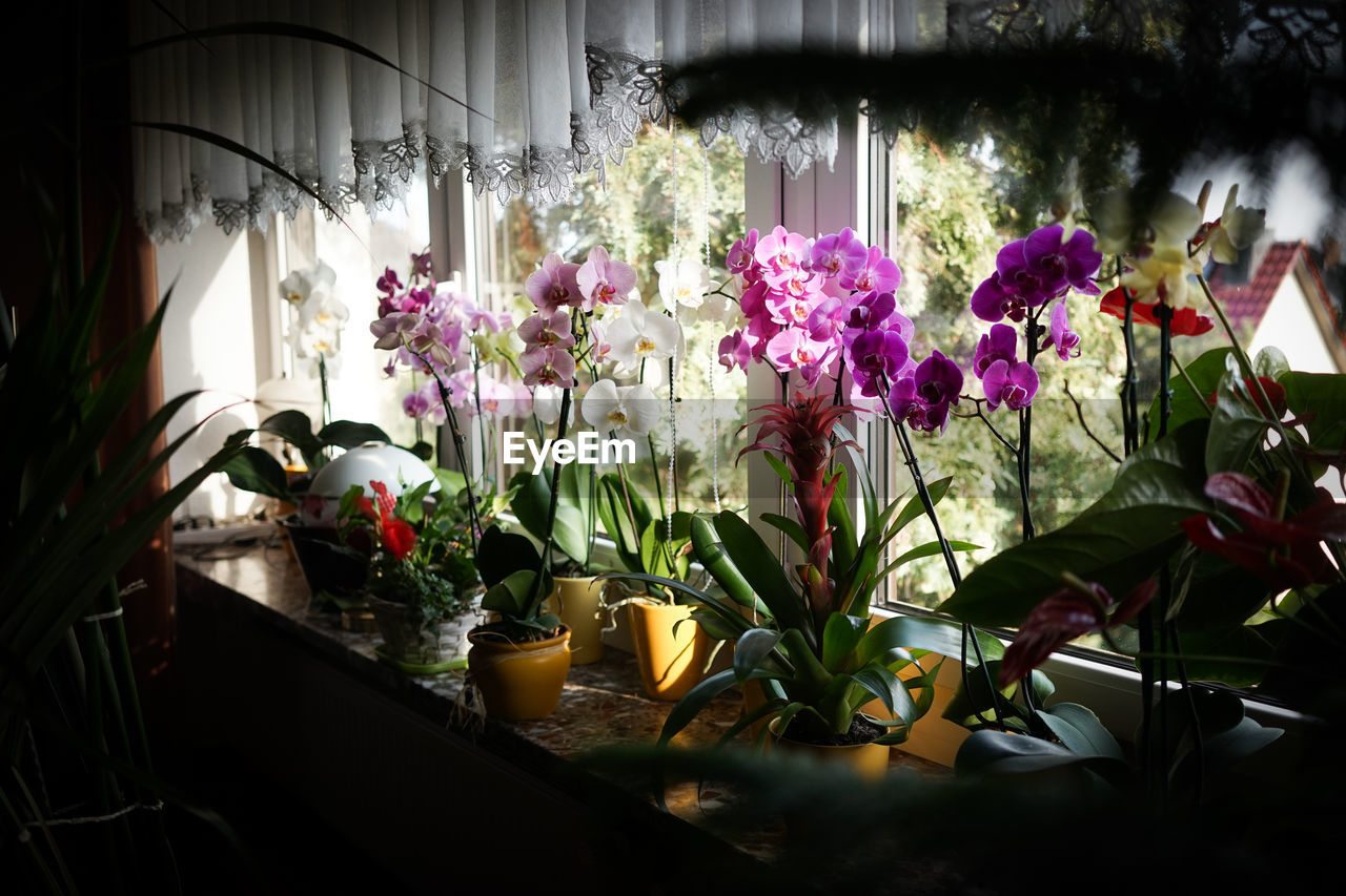 Orchid pots on window sill at home