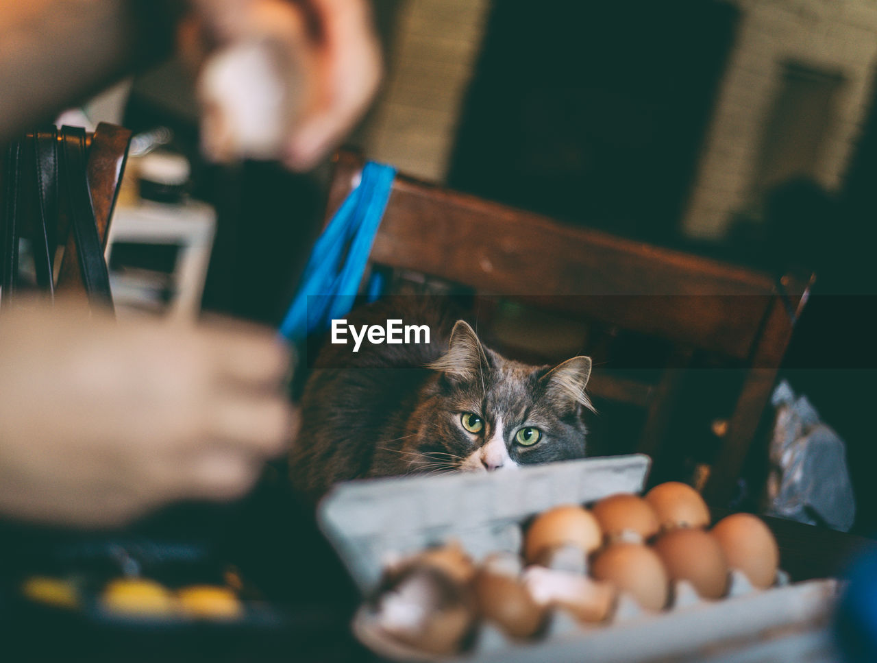 Person preparing cats breakfast of organic egg yolk