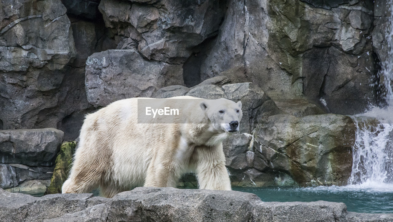 Polar bear at the zoo.