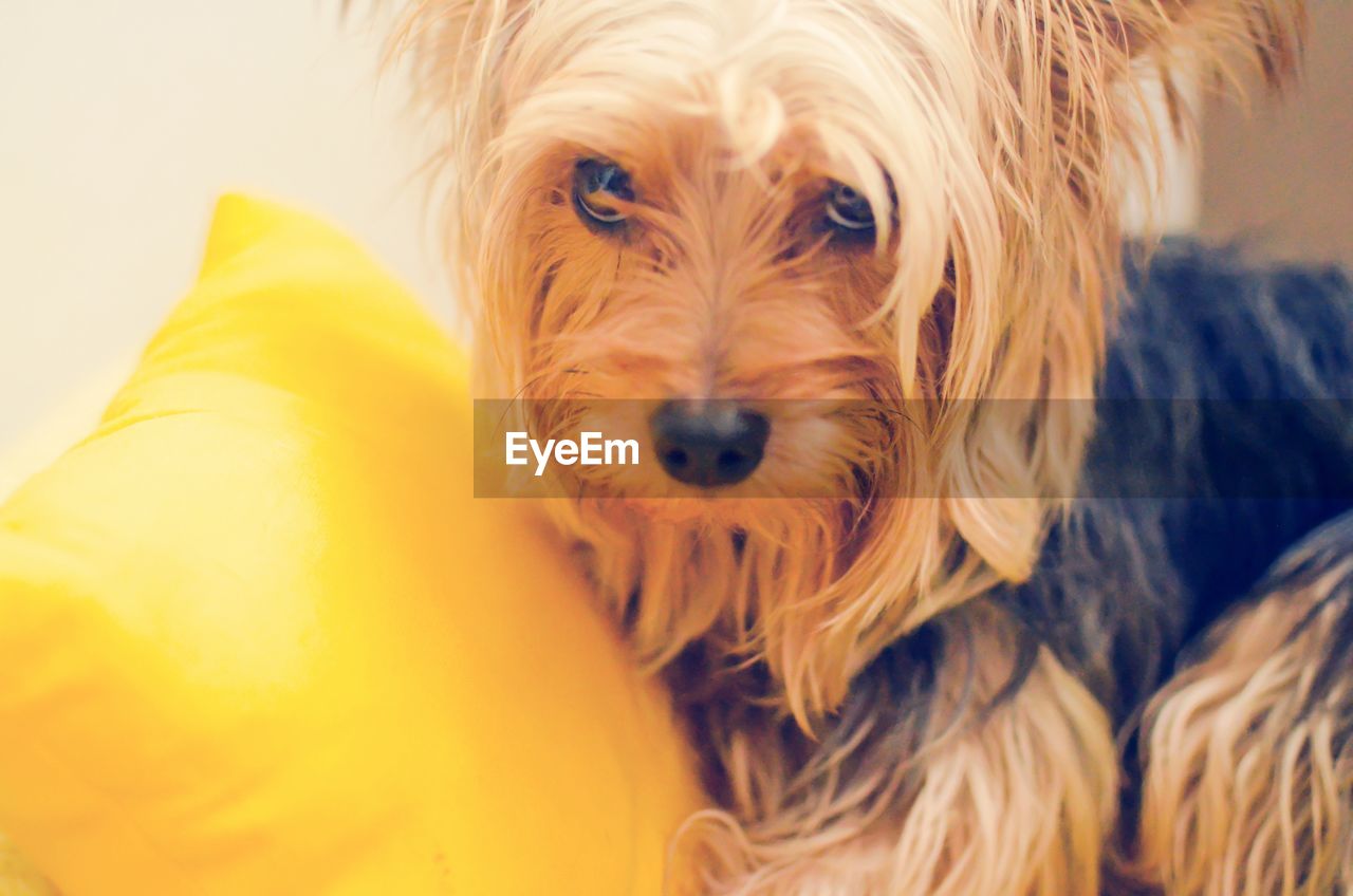 CLOSE-UP PORTRAIT OF DOG WITH MOUTH