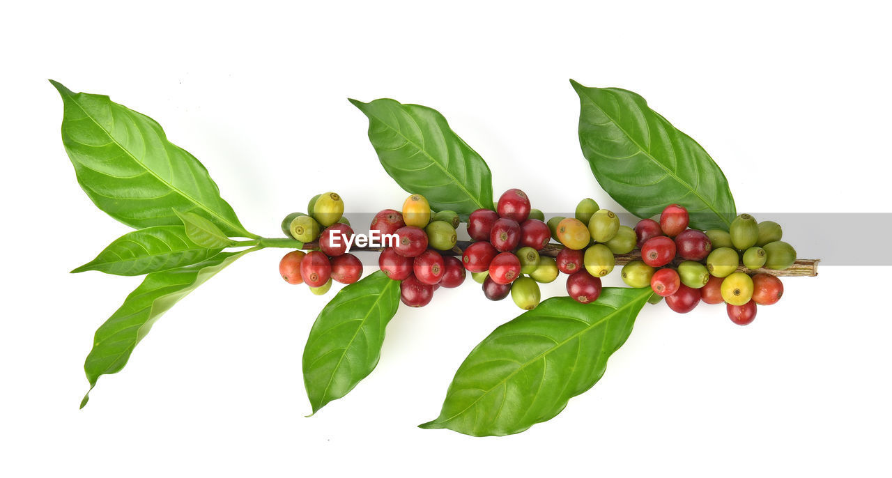 Directly above shot of fruits and leaves on white background