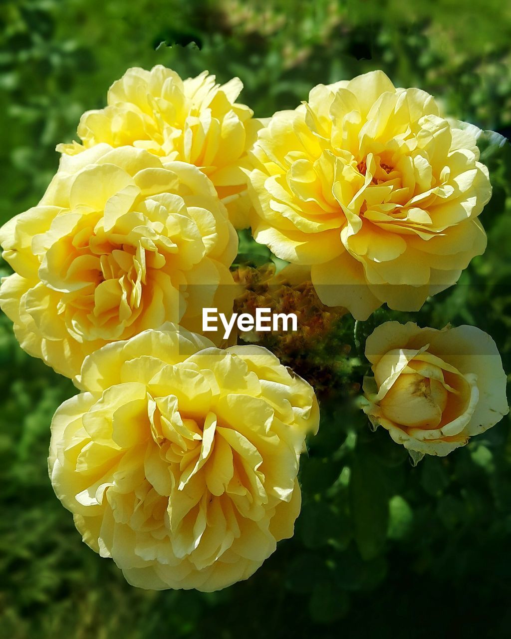 Close-up of yellow flower in park