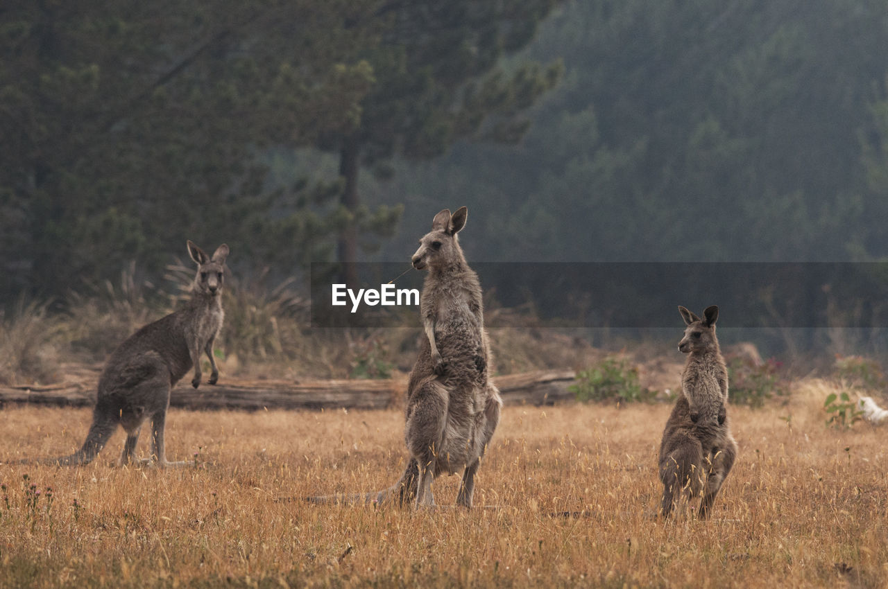 Kangaroo family in new south wales, australia.