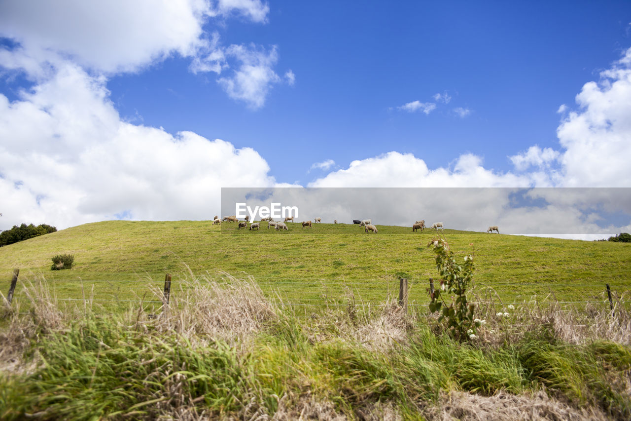 COWS GRAZING IN FIELD AGAINST SKY