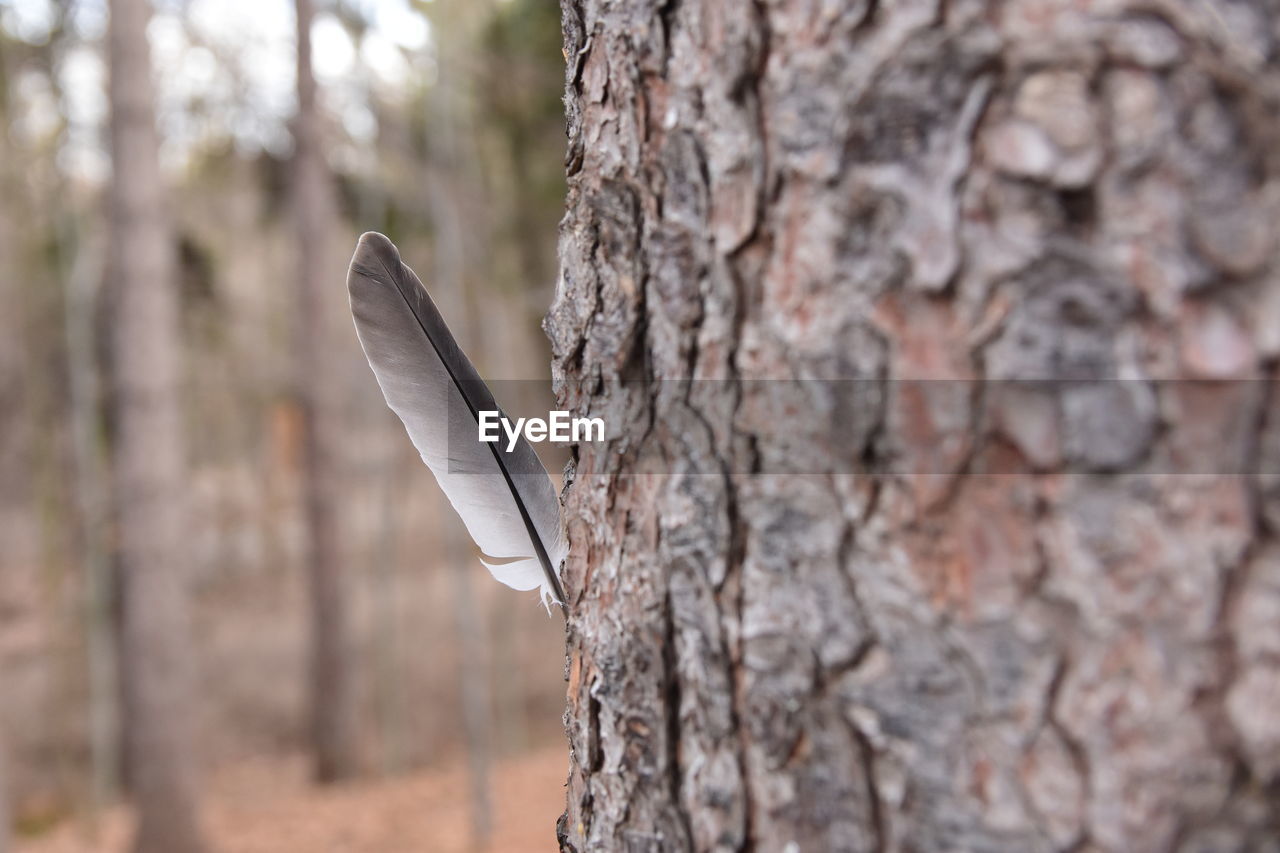 CLOSE-UP OF BIRD ON TREE