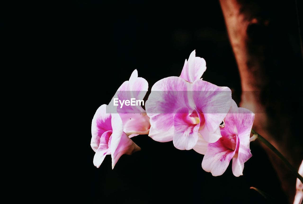CLOSE-UP OF PINK FLOWER BLOOMING AGAINST BLACK BACKGROUND
