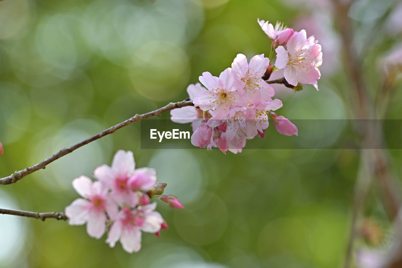 plant, flower, flowering plant, freshness, beauty in nature, pink, fragility, blossom, springtime, tree, nature, branch, close-up, growth, flower head, produce, petal, inflorescence, food, focus on foreground, outdoors, macro photography, no people, cherry blossom, fruit, selective focus, twig, botany, spring, food and drink, day, fruit tree, cherry tree, plant part, pollen, tranquility, environment