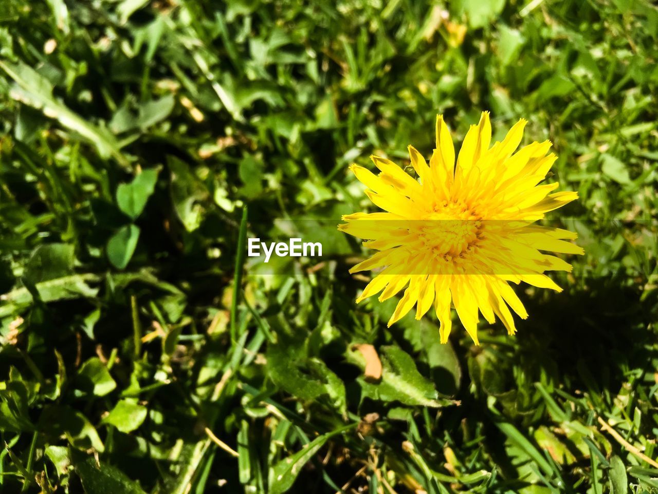 YELLOW FLOWERS BLOOMING OUTDOORS