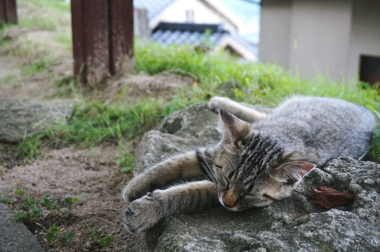 Close-up of cat relaxing on rock