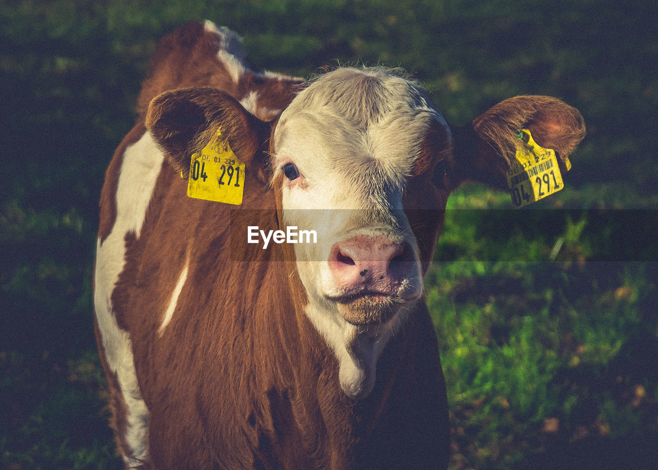 CLOSE-UP PORTRAIT OF COW STANDING ON TREE