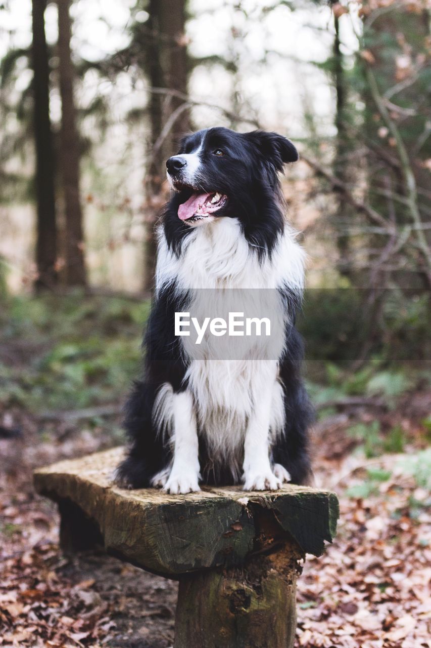 Border collie sitting on bench in forest