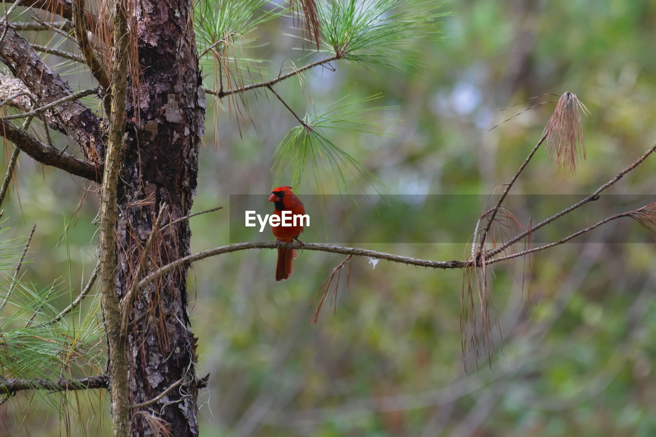 Bird perching on a branch