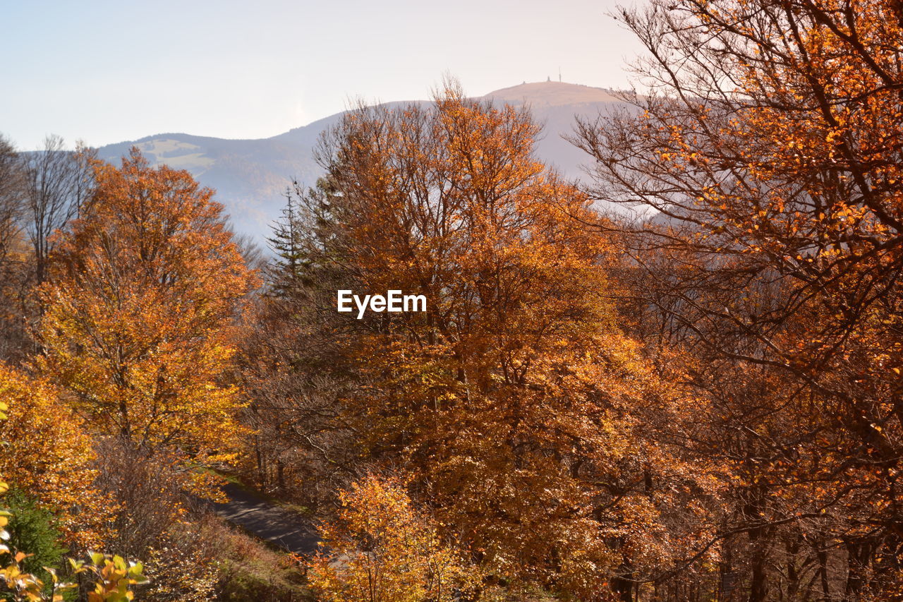 Trees on mountain during autumn