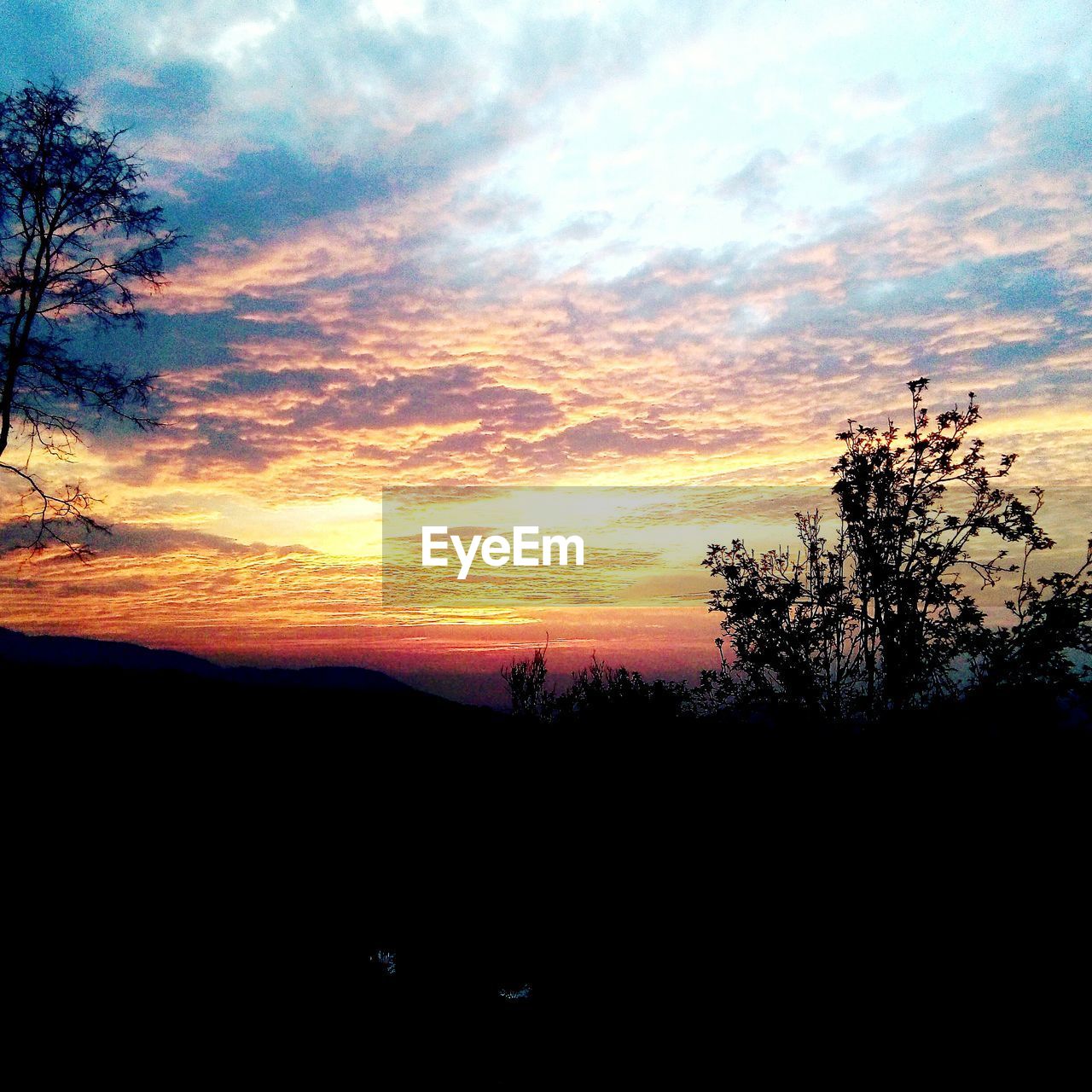 SILHOUETTE TREE AGAINST SKY DURING SUNSET