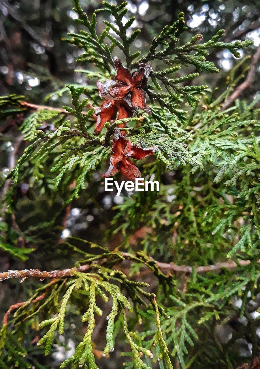 CLOSE-UP OF PINE TREE HANGING ON BRANCH
