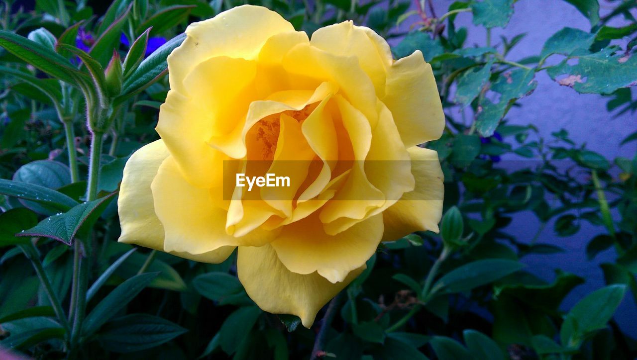 CLOSE-UP OF YELLOW ROSE BLOOMING OUTDOORS