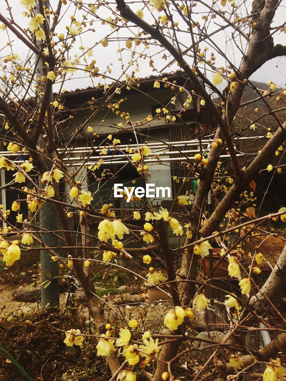 FLOWERS GROWING ON TREE TRUNK