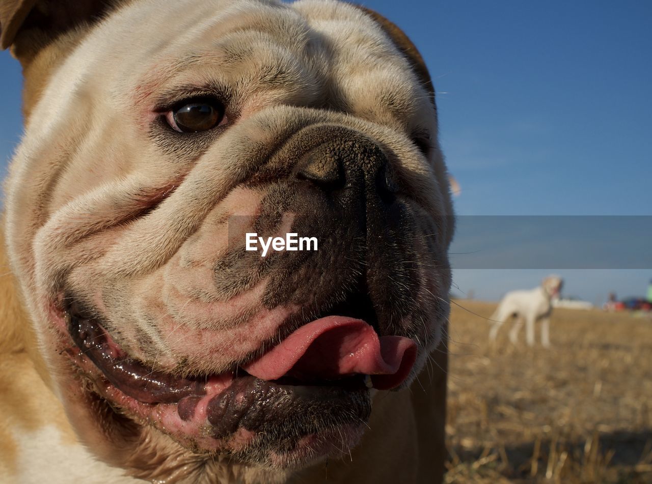 CLOSE-UP OF DOG STICKING OUT TONGUE IN BACKGROUND