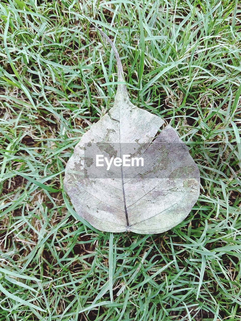 CLOSE-UP OF HAY ON GRASSY FIELD