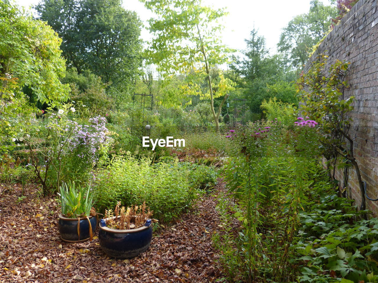 PLANTS AGAINST TREES