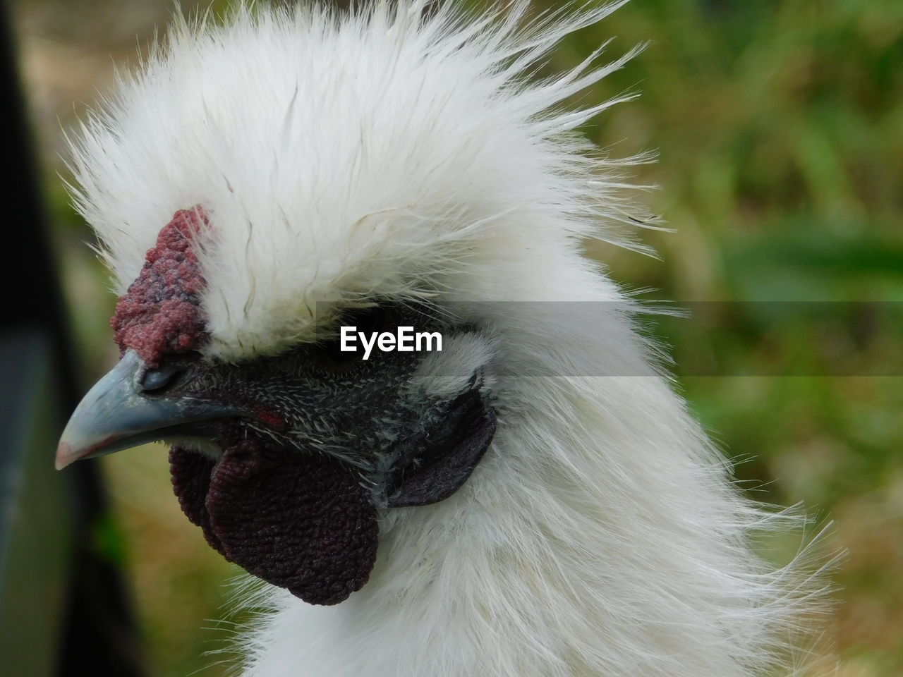CLOSE-UP OF A DUCK