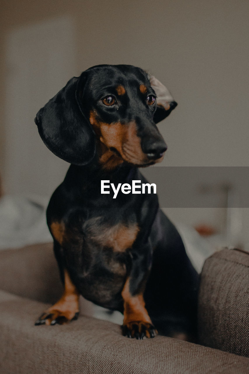 BLACK DOG LOOKING AWAY WHILE SITTING ON SOFA