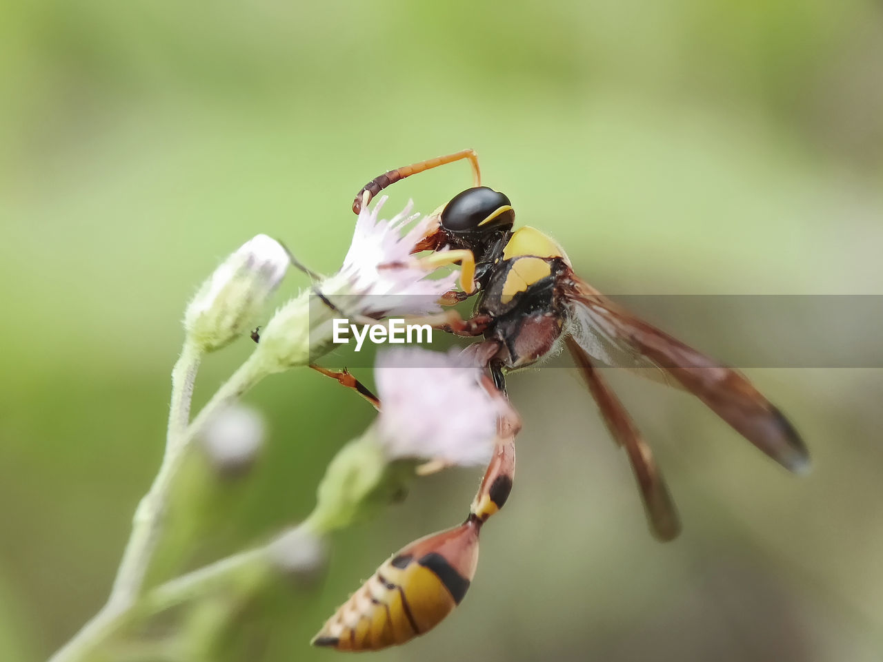 INSECT ON FLOWER