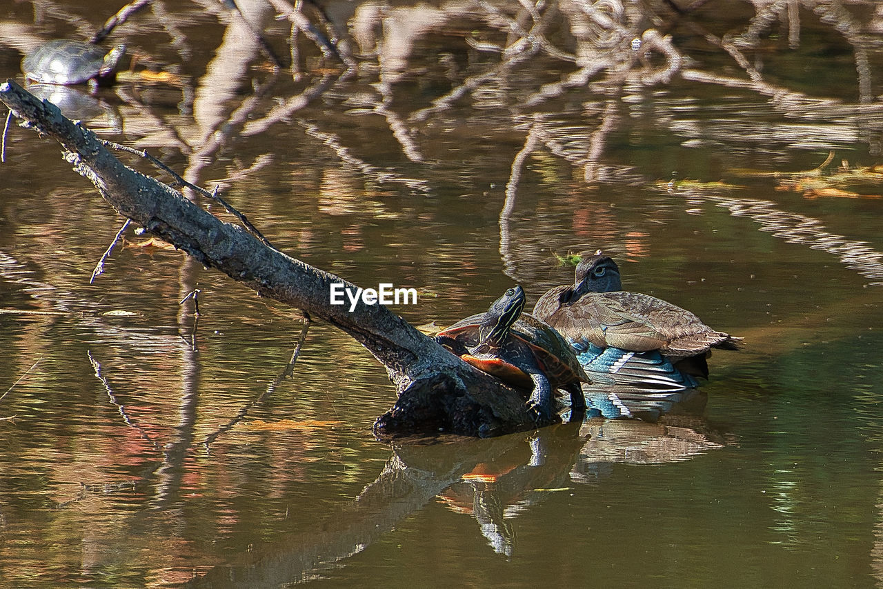 BIRDS SWIMMING IN LAKE