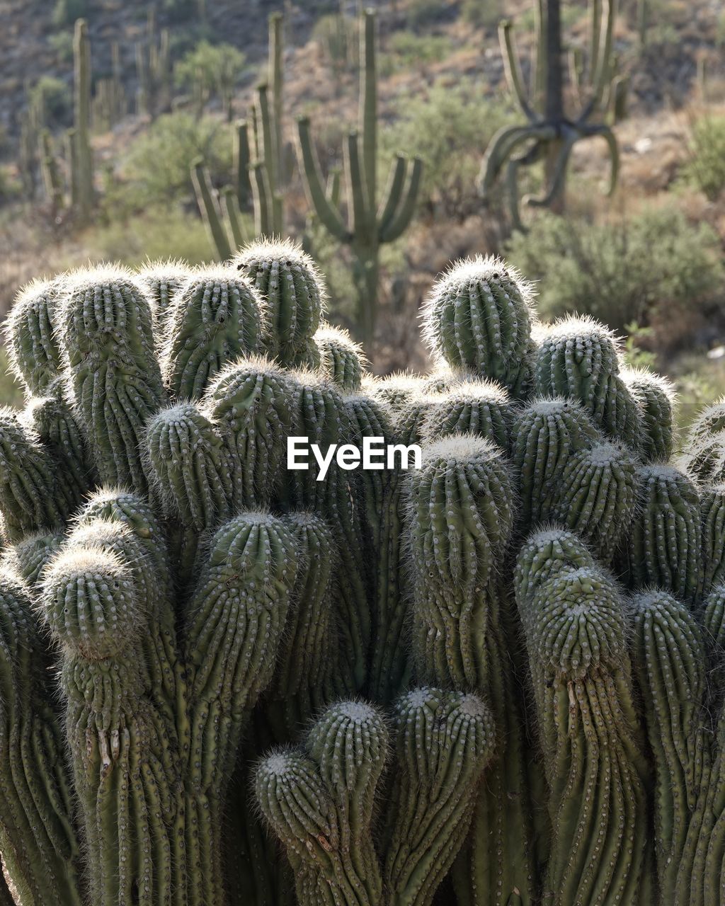 Close-up of crested saguaro cactus plants in desert
