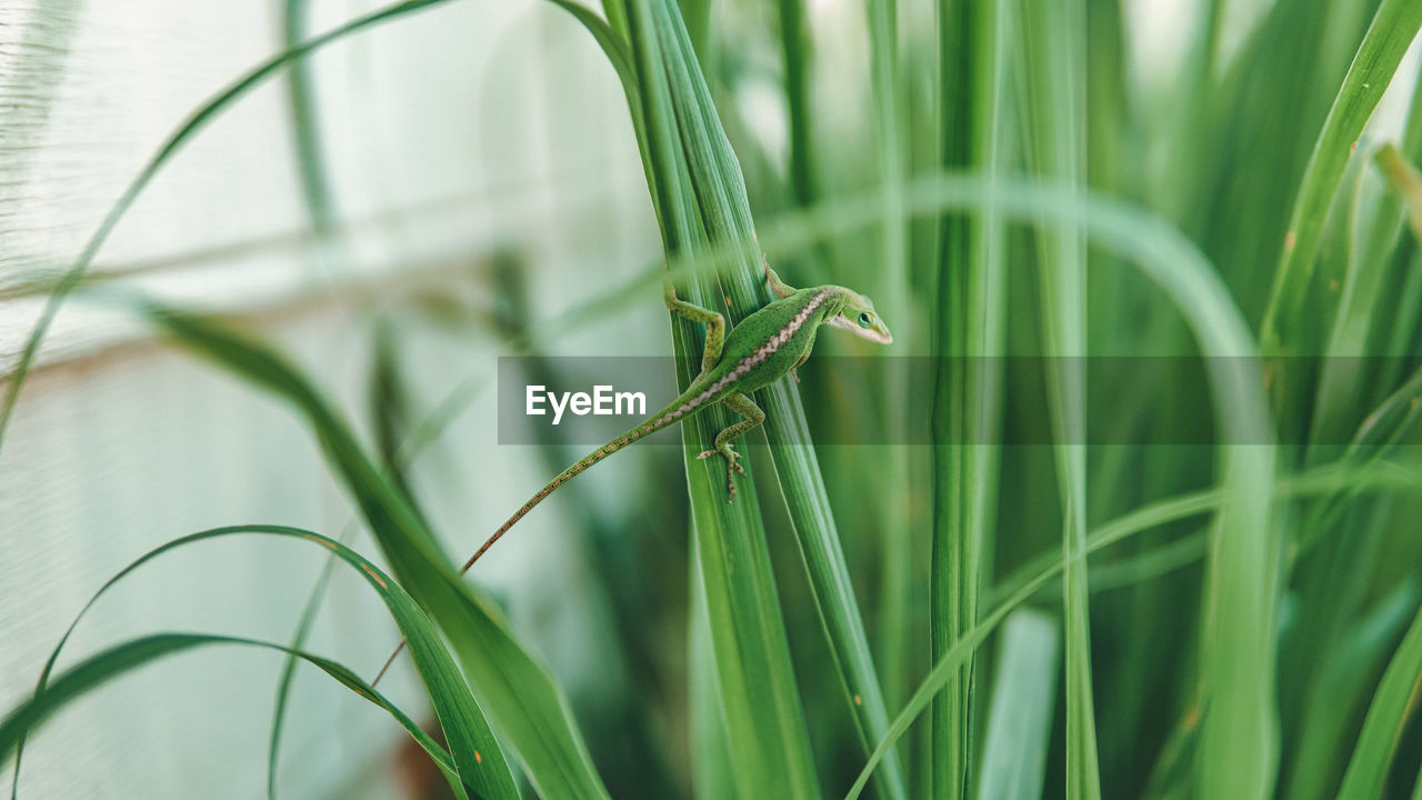 Green anole