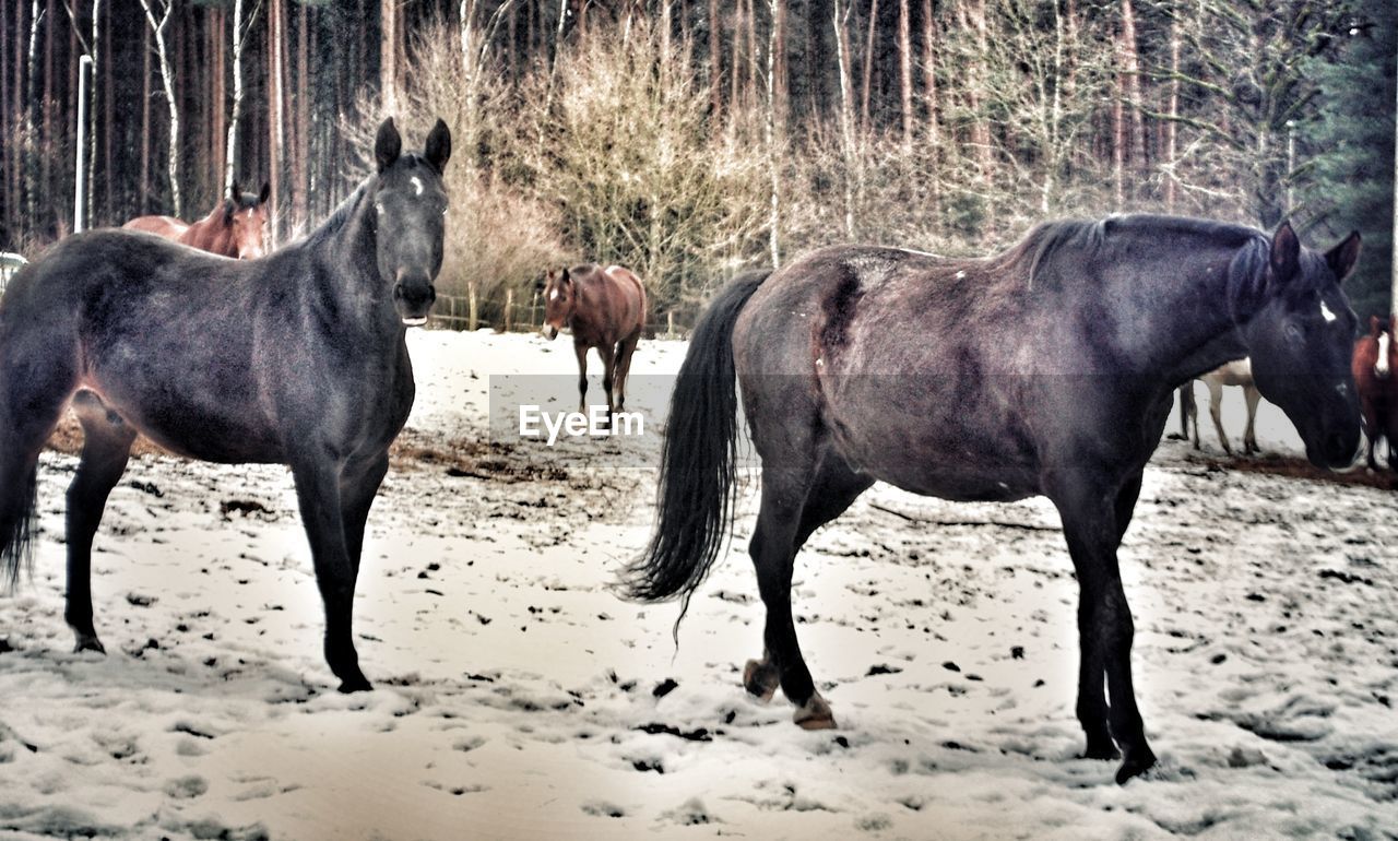 HORSES ON BEACH