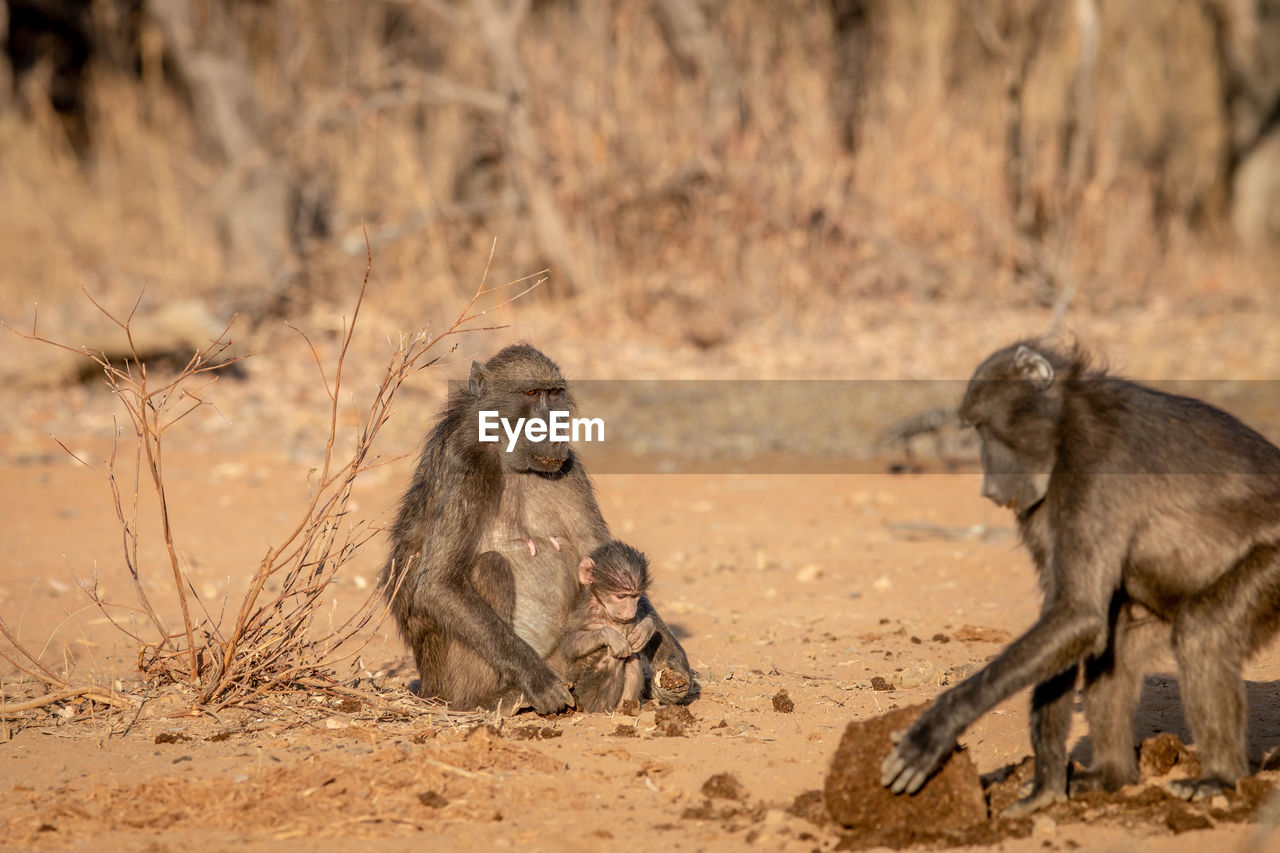 MONKEYS SITTING ON FIELD