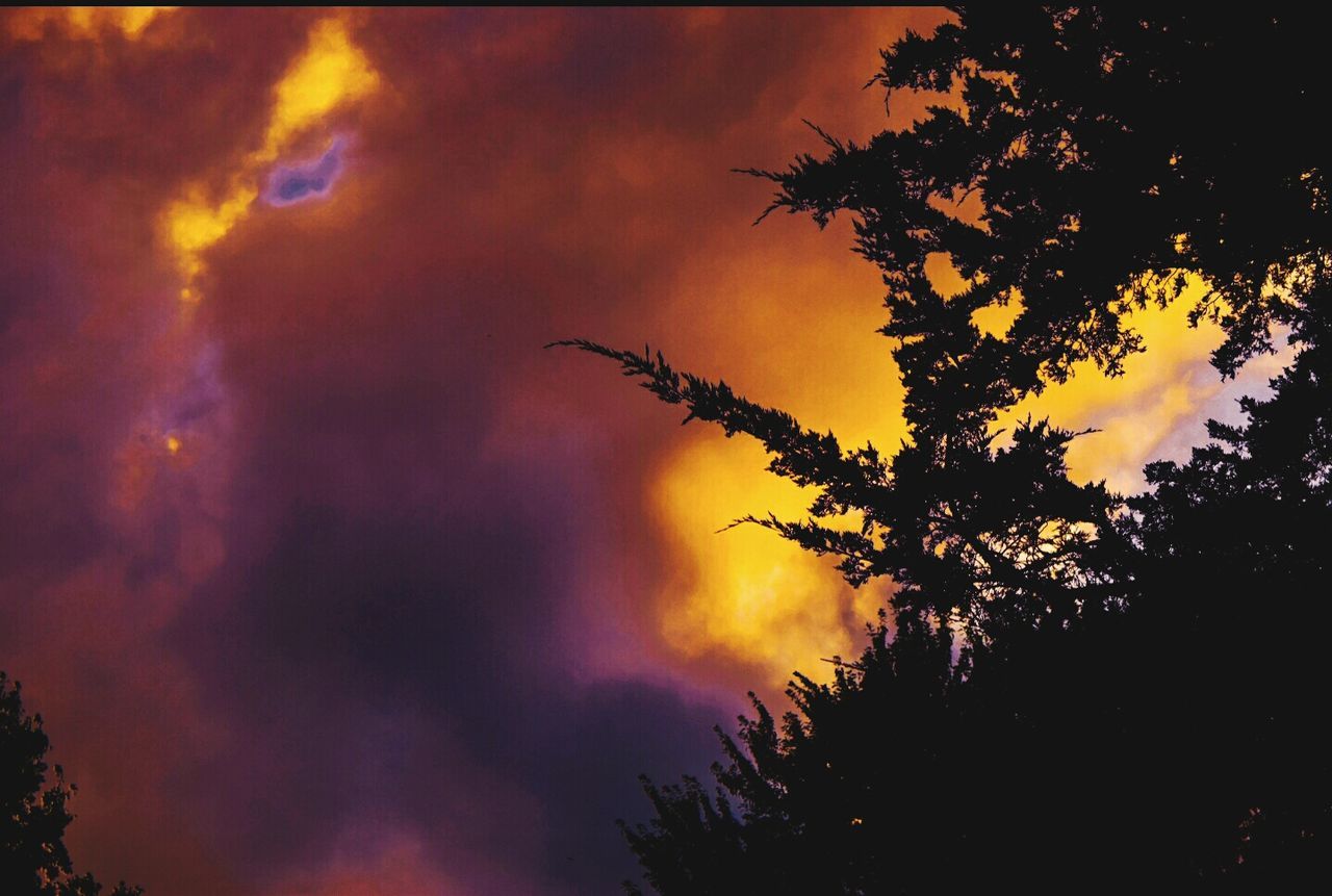 SILHOUETTE OF TREES AT SUNSET