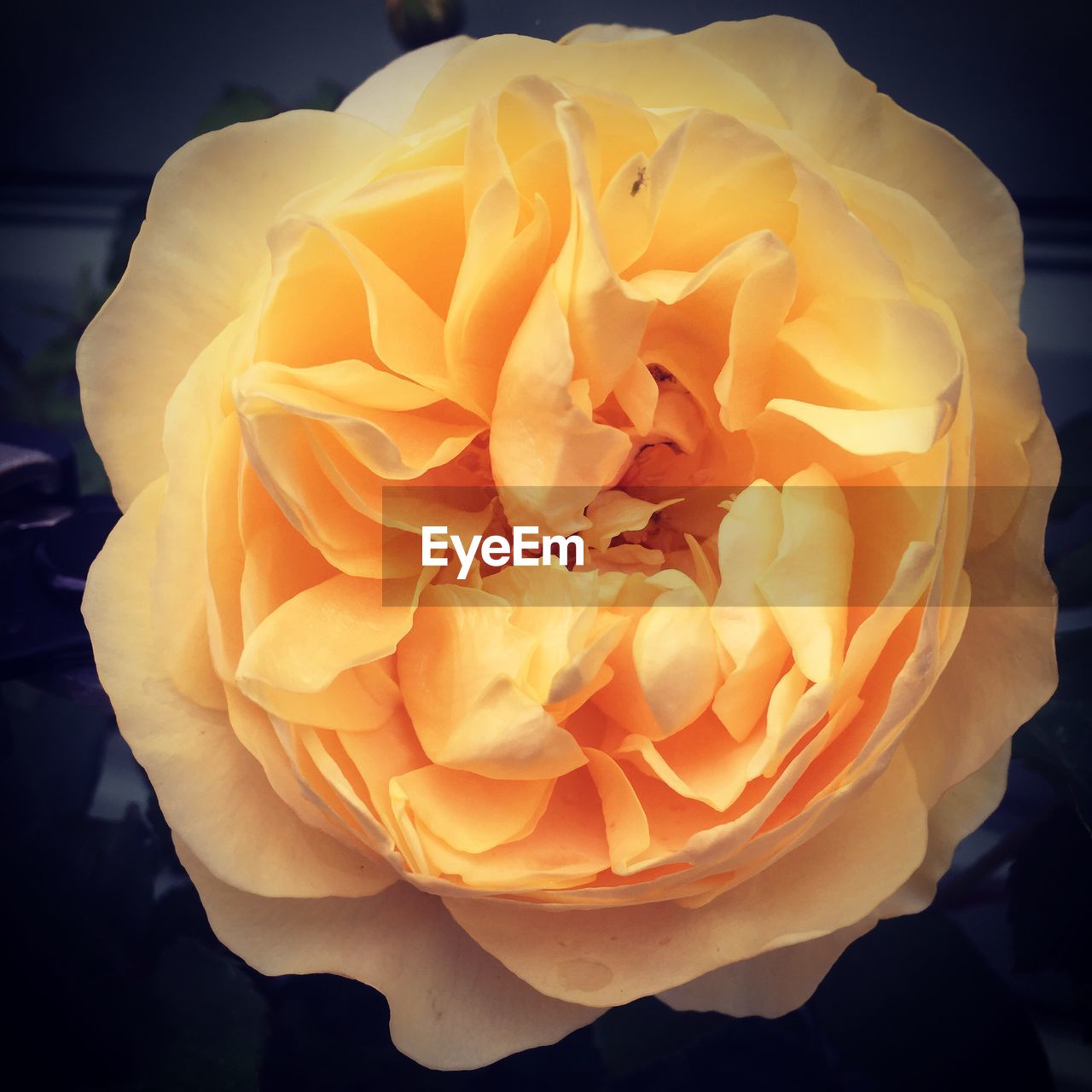 CLOSE-UP OF ROSE WITH YELLOW PETALS