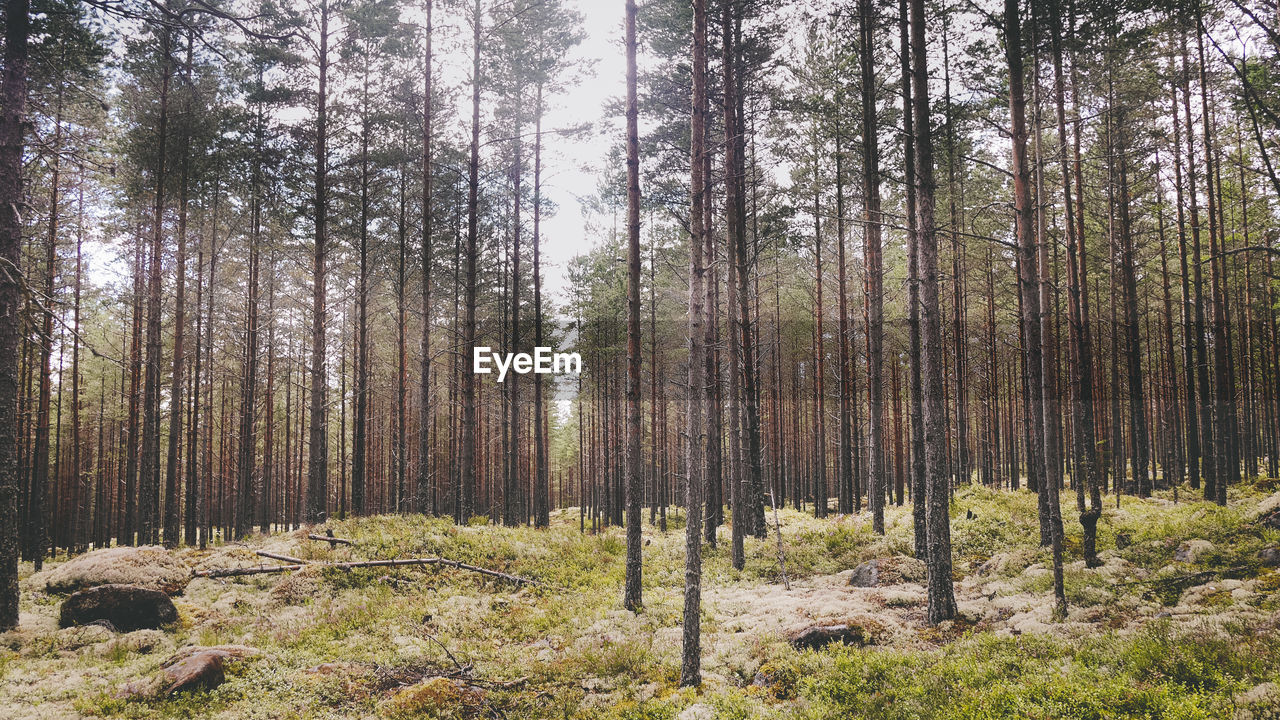 Trees growing in forest