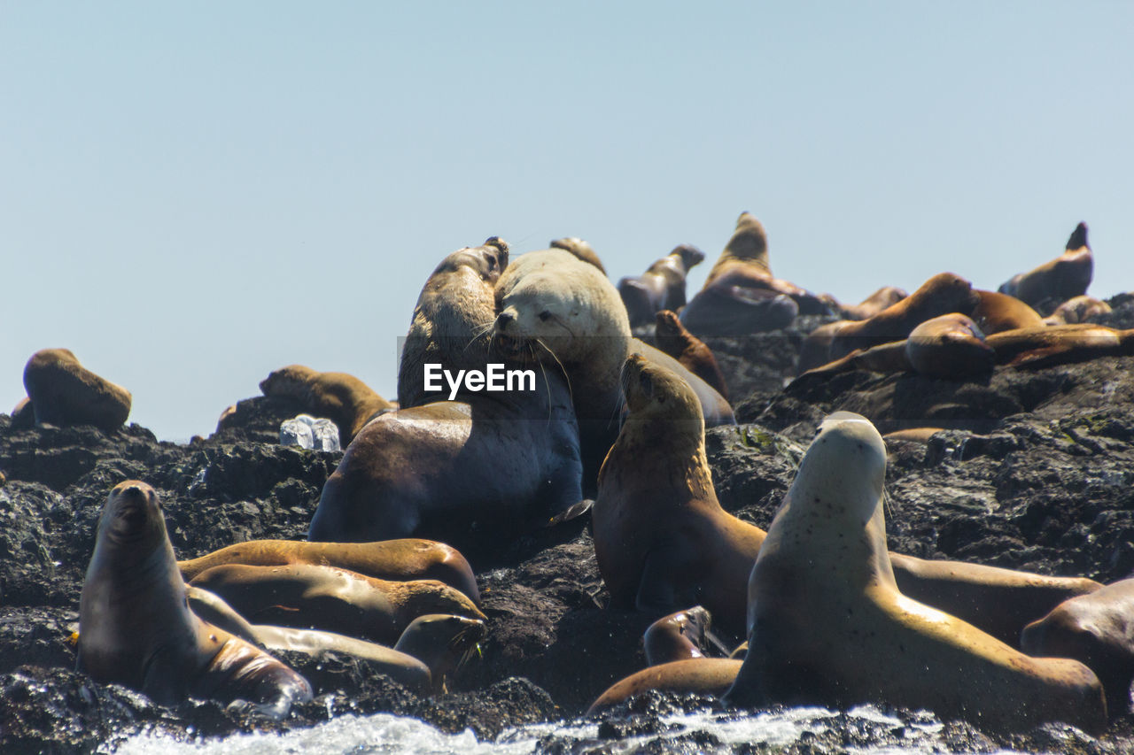 High angle view of sea lions on beach against clear sky