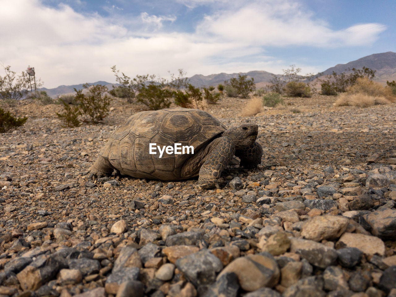 Desert tortoise in the mojave desert