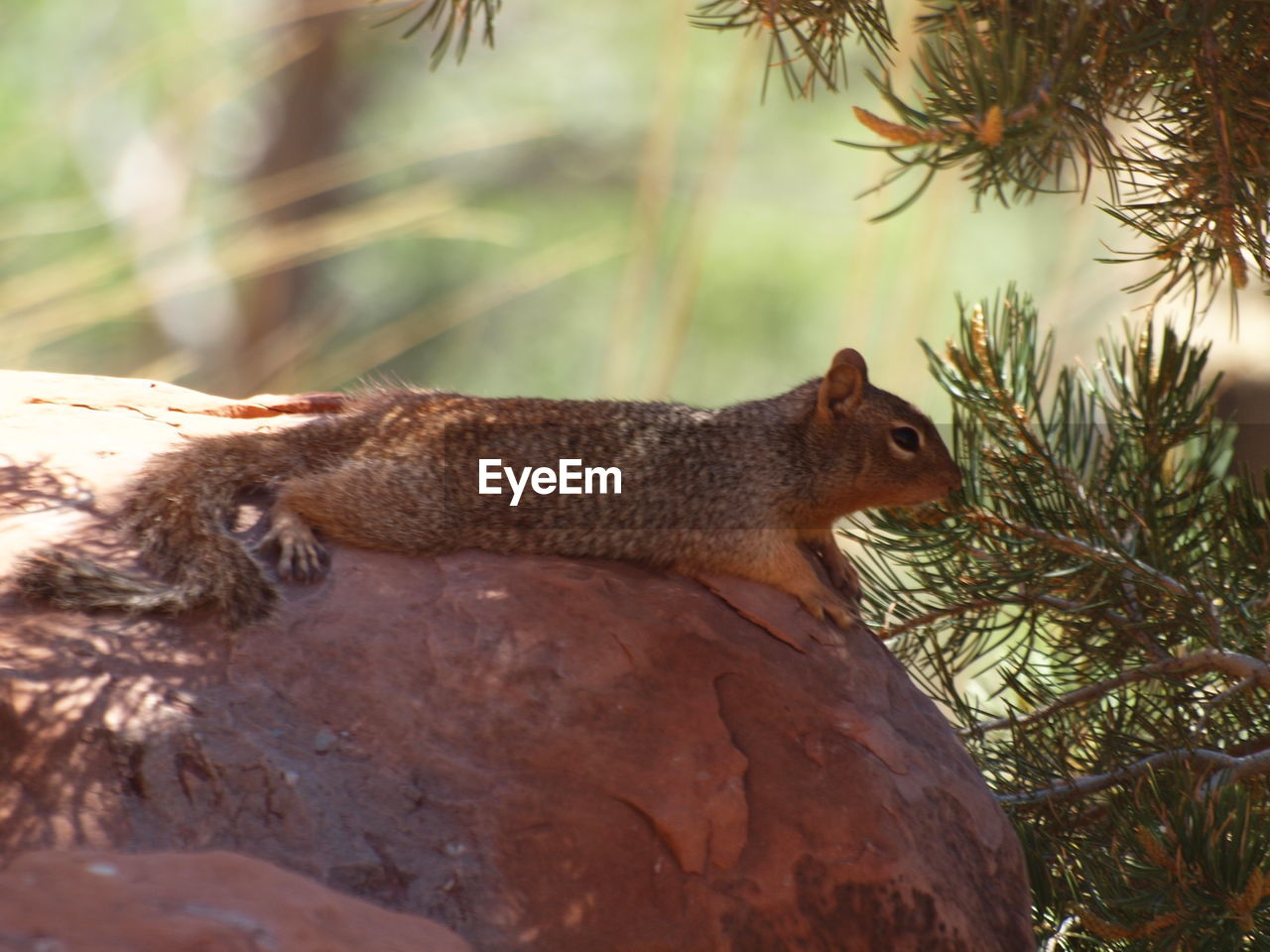 SQUIRREL ON TREE